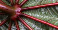 Underside of green leaf with red viens